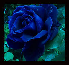 Most Beautiful Black And Blue Roses Blue Rose Maybe Navy Blue Blue Roses Blue Rose Tattoos Rose