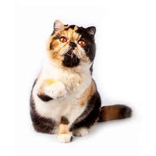 Traditional male irish cat names. Male Cat Names 369 Best Powerful Names