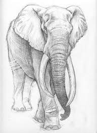 How to draw an elephant family. Easy Animals Elephant Drawing Images Novocom Top