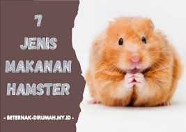 Maybe you would like to learn more about one of these? 7 Jenis Makanan Hamster Biar Cepat Besar Beternakdirumah