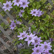 We did not find results for: Clematis Nelly Moser Buy Clematis Perennials Online