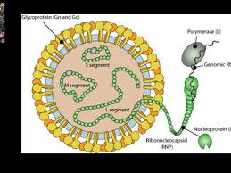 Wie die symptome des hantavirus aussehen, was bei der ansteckung zu beachten ist und wie sie sich schützen eine ansteckung von mensch zu mensch dagegen ist so gut wie ausgeschlossen. Hantaan Virus Infektionen Altmeyers Enzyklopadie Fachbereich Dermatologie