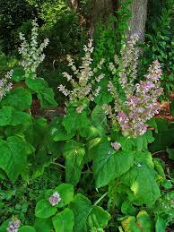 Image result for Salvia sclarea