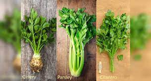 Are free from any colors and are efficient in boosting your immune system. Difference Between Celery Cilantro And Parsley The Times Of India