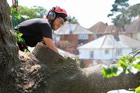 A doctor of trees, if you will. How To Become An Arborist Premier Tree Surgeons