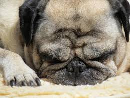 Treatment for cat sneezing is typically targeted at the underlying cause where possible. Reverse Sneezing In Dogs Causes Treatment Science Class Study Com