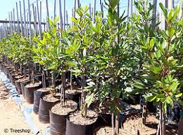 Image result for Cunonia capensis