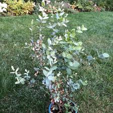 Er Berappelt Sich Wieder Ich Musste Im Winter Unbedingt Einen Eukalyptus Haben Und Damit Er Nicht Direkt Schon Jung Wieder Eingeht Hat Er Zu Anfang In Resim