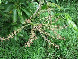 Image result for Astropanax polysciadius