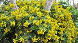 Image result for Senna singueana