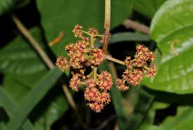 Image result for Ampelocissus africana
