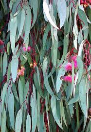 Typical Eucalyptus Colouring Flowering Gums Can Be Seen Throughout Australia With The Fl Australian Native Flowers Australian Native Plants Australian Flowers