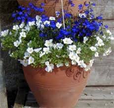 Image result for Nierembergia hippomanica