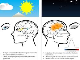 A Focus On Agomelatine Mechanism Of Action And Efficacy