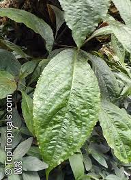 Image result for Strobilanthes hamiltoniana