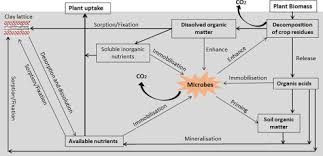Oct 01, 2018 · menimbang : Role Of Cultural And Nutrient Management Practices In Carbon Sequestration In Agricultural Soil Sciencedirect
