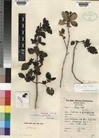 Image result for Justicia capensis