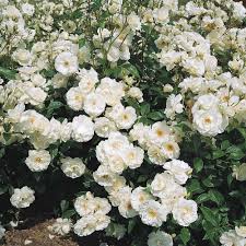 * qty breaks are available. Spring Hill Nurseries Iceberg Floribunda Tree Rose Live Tree Form Bareroot Plant With White Color Flowers 1 Pack 78508 The Home Depot