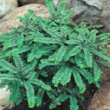 Image result for Adiantum
