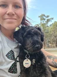 How to keep burrs out of a miniature schnauzer's fur?