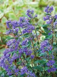 Image result for Caryopteris odorata