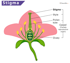 نتیجه جستجوی لغت [stigma] در گوگل