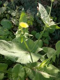 Image result for Sonchus oleraceus