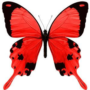 Descubre 900+ ideas de Mariposas y mariposas para imprimir | imagenes de mariposas, mariposas, dibujos de mariposas y más