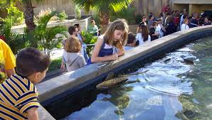 Check Out FREE Shark Lagoon Nights on Fridays at The Aquarium of The  Pacific in Long Beach