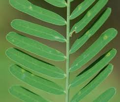 Image result for Sesbania brevipedunculata