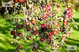 All orders come with a full guarantee. Apple Tree Information Fruit Tree Advice Ashridge Nurseries