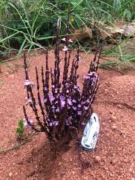 Image result for Striga gesnerioides