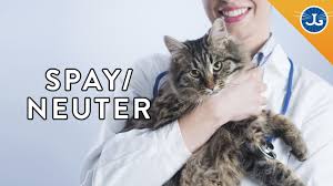 The earliest age cats can be neutered is eight weeks old. Why You Should Still Spay Neuter Your Cat Dog Jackson Galaxy