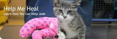 Help A Kitten With Broken Legs Walk Again North Shore Animal League America Animal League Animals Animal Charities