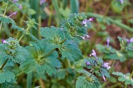 What are the weeds with purple flowers called. What Are The Weeds With Purple Flowers Called Photos