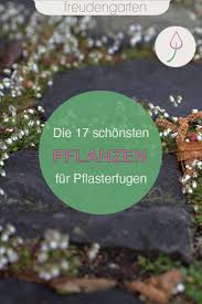 Die 17 Schonsten Pflanzen Zum Begrunen Von Fugen In 2020 Pflanzen Garten Garten Ideen