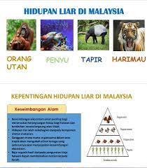 Pemuliharaan pemuliharaan bermaksud usaha memulihkan dan 4. Geografi Pt3 Bab 5 Hidupan Liar Di Malaysia Kredit Facebook