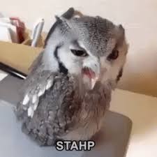 Weitere ideen zu lustig, lustige bilder, lustige videos. Pin Von Stephanie Peregrine Auf Wtf Lol Gif Lustige Eulen Lustige Tiervideos Lustige Tiere