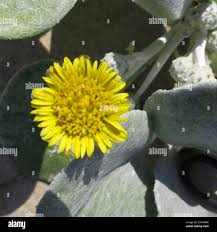 Image result for Arctotheca populifolia