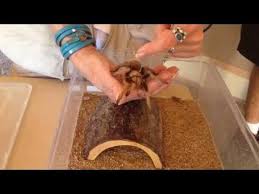 We specialize in scorpion control, pigeon control, bed bug elimination, 24/7 bee removal and weed control for mesa, arizona and surrounding areas. Arizona Desert Tarantula Aphonopelma Chalcodes Handling Arizona Habitat