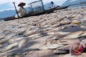 pb orang lain mendapat senangnya, kita mendapat susahnya saja. Sekitar 16 5 Ton Ikan Danau Maninjau Mati Mendadak Antara News