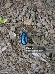 Image result for Chrysochloa