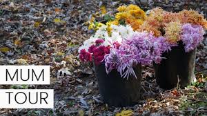 What kind of flowers grew in miss mary's garden. Full Tour Chrysanthemums Florist Mums From King S Mums 2020 Youtube