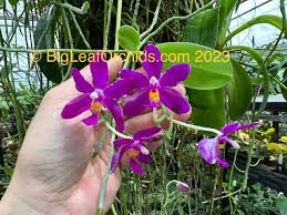 Image result for Indigofera pulchra