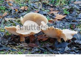 Image result for Clitocybe multiceps