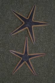 North Carolina Coastal Federation Sea Star Sea Star Animal Planet Sea Animals