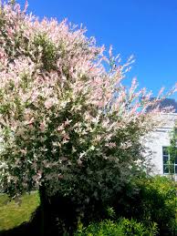 Image result for Plicosepalus amplexicaulis