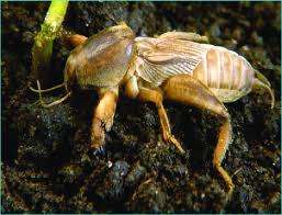 Participa en el sorteo de un pack para tu mascota!!! 3 Adulto Del Grillo Topo Scapteriscus Didactylus Download Scientific Diagram