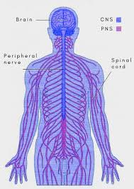 Image result for Peripheral Nervous System