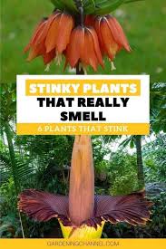 Can you correlate the word 'flower' with the smell of a decaying carcass? These 6 Stinky Plants Really Smell Gardening Channel